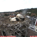 17_25-nest.jpg