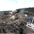 17_30-nest.jpg