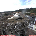 17_35-nest.jpg