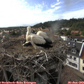 17_40-nest.jpg