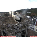 17_45-nest.jpg