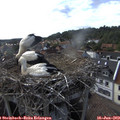 17_50-nest.jpg