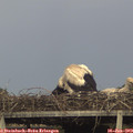 17_55-mast.jpg