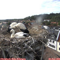 17_55-nest.jpg