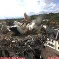 18_00-nest.jpg