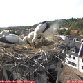 18_05-nest.jpg