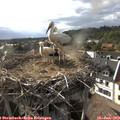 18_10-nest.jpg