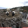 18_15-nest.jpg