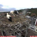 18_20-nest.jpg