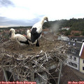 18_25-nest.jpg