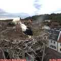 18_30-nest.jpg