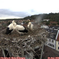 18_35-nest.jpg