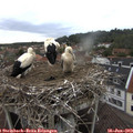 18_40-nest.jpg