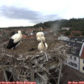 18_45-nest.jpg
