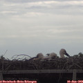 18_50-mast.jpg