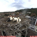 18_50-nest.jpg