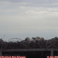 18_55-mast.jpg