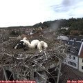 18_55-nest.jpg
