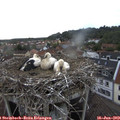19_00-nest.jpg