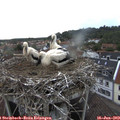 19_05-nest.jpg