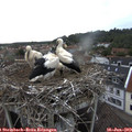 19_10-nest.jpg