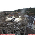 19_15-nest.jpg