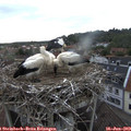 19_20-nest.jpg