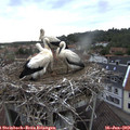 19_25-nest.jpg