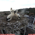 19_30-nest.jpg