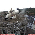 19_35-nest.jpg