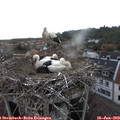 19_40-nest.jpg