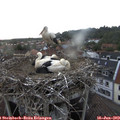 19_45-nest.jpg