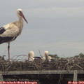 19_50-mast.jpg