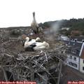 19_50-nest.jpg