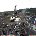 19_55-nest.jpg