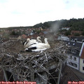 20_00-nest.jpg