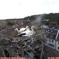 20_05-nest.jpg