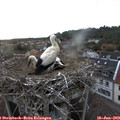 20_10-nest.jpg