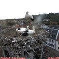 20_15-nest.jpg