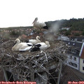 20_20-nest.jpg