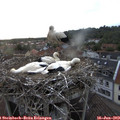 20_25-nest.jpg
