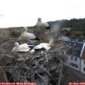 20_30-nest.jpg