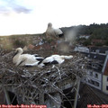 20_35-nest.jpg