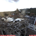 20_40-nest.jpg