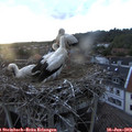 20_45-nest.jpg