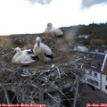 20_50-nest.jpg