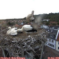 20_55-nest.jpg