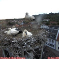 21_00-nest.jpg