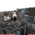 21_05-nest.jpg
