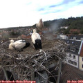 21_10-nest.jpg